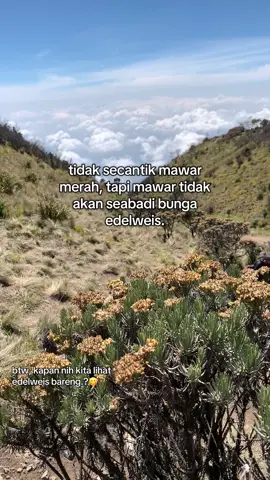 Jadi kapan nih.? #lawuviacemorosewu #lawumountain #edelweiss #foryoupage #fyp 