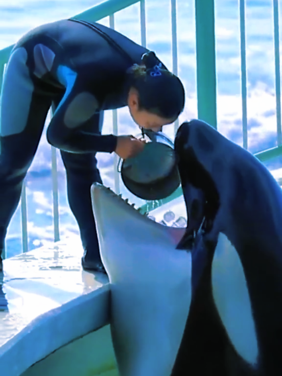 #foryou #viral #🐬🐬 