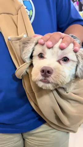 Pet Carrier Sling bag 💕🎀 #dogsoftiktokviral #furbabies #Petcarrier 