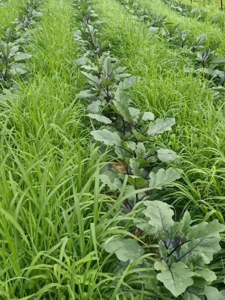 Pagkatapos ng ulan, mabilis tumubo ang damo — pero may paraan para maiwasan ito! Ang Frontier ay nagbibigay ng proteksyon sa lupa upang mapigilan ang pagtubo ng damo bago pa man ito umusbong. 🌱 Panatilihing malinis ang lupa at pantay ang paglago ng mga halaman sa loob ng maraming linggo. Ligtas sa lupa, ligtas sa tanim, at maaasahan ang resulta.  Gamitin ang Frontier sa simula ng taniman — mas magaan, episyente, at siguradong maayos ang buong panahon ng ani! 💚 #frontier #FrontierPH #CleanSoilPH #farming #freefield #EcoAgri #MagsasakangPinoy #FarmTokPH #SustainableFarming #killgrass