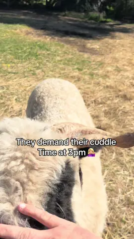 Just the cutest sheep in the world 😍❤️