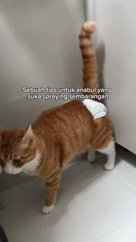 Sebuah tips... #kucing #cat #catlover #cats #kucingtiktok 