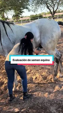 Ama lo que haces para que no tengas que trabajar❤️🐴 Colecta de semen 👌🐴#veterinaria #semental #caballos #tiktoviral #reproduccion 