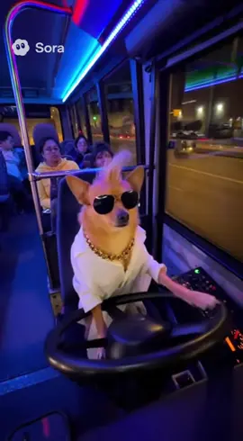 Y volvimos a las andadas #fypシ #paratiiiiiiiiiiiiiiiiiiiiiiiiiiiiiii #perritotemerario 