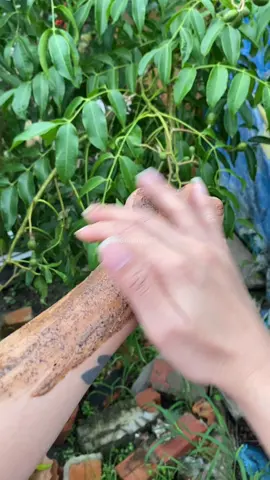 Hủ 500gr tẩy tế bào cà phê sữa dừa #taytebaocafesuadua #taydachet #betunshop83 