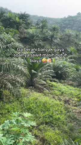 bismillah 1-3 thn kita senang #sawitontiktok #sawit 