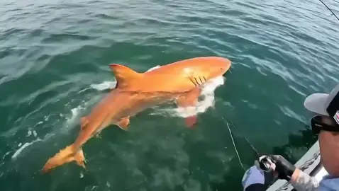 🦈 ¡Increíble hallazgo en Costa Rica! Hace unas semanas científicos descubren lo que sería el primer tiburón naranja brillante del mundo 🔥🐋 Avistado en el Pacífico, su color intenso ha sorprendido a expertos, que creen podría tratarse de una mutación genética. 🌊 Los océanos aún guardan secretos impresionantes. ✨ #Ciencia  #CostaRica #Tiburón