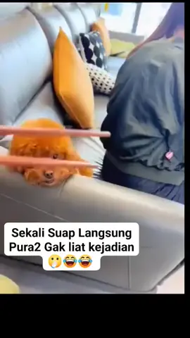 disuap biar diem🤣🤣🤣🤣🤣