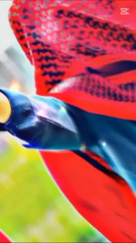 #💯😔😔💯😔💀💯😔💯😔 #only #afridi  #afghanistan🇦🇫zindabad🔥🔥🍂🥀🥺🍂 