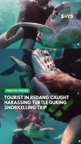 A tourist in Pulau Redang has sparked outrage after a video surfaced showing him touching, holding, and even stepping on a turtle during a snorkelling trip. The clip, which was first shared on Chinese social media app Xiaohongshu, shows the man and several others harassing the endangered turtle while others filmed the scene. In another moment, the tour guide, who was reportedly from a nearby resort, could be seen gripping the turtle's neck. The incident took place near Teluk Dalam and a formal complaint has since been lodged with the authorities.  It's believed that the group was staying at a resort on the island, and that the guide had encouraged the behaviour. Full story linked in bio or head to www.says.com/fureverfriends 🎥 @/traccborneo (Tiktok) #SAYSfureverfriends