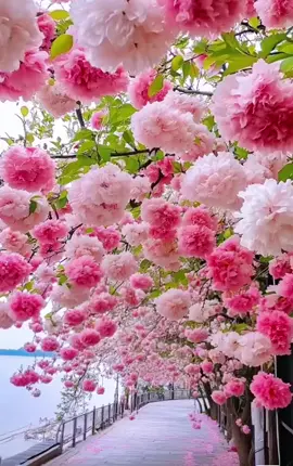 #canhdepthiennhien #chill #bìnhyên #flowers #beautiful 