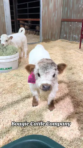 I mean !!!! Ahhhhhh !!! #godisgood #farmlife #minicow #cow 
