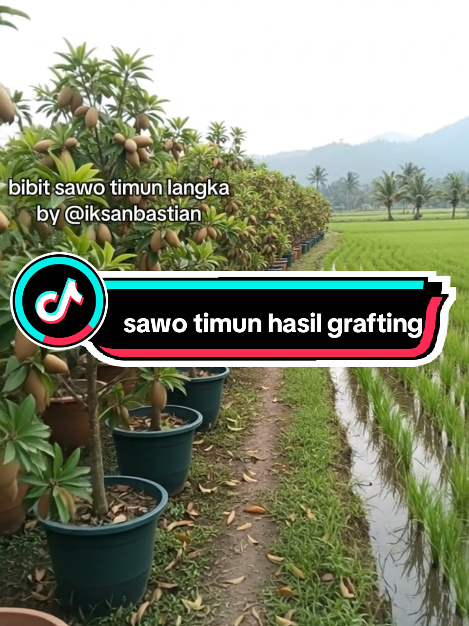 bibit sawo timun hasil grafting mudah berbuah 🥰😘🔥😘🥰 #promoguncang1010 #promoseruweekend #promomakan1010 #gajiansale #berkebun #modalkontendoang 