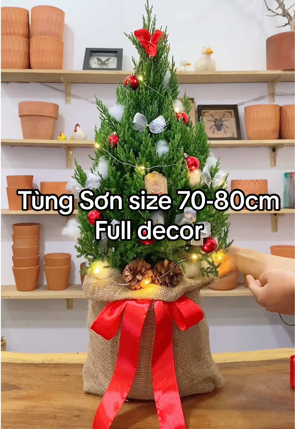 Tùng Sơn Noel size 70-80cm decor Giáng Sinh gồm những gì?? Cùng Bác Hai Garden lên sét trang trí cho mùa Noel năm nay nhé. 🎄🎄🎄 #tungson #tungnoel #caythongnoel #caythongmini #tungsonnoel 