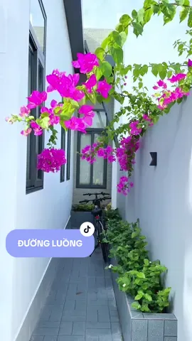 Trả lời @Vy Ly chiều ngang nhà chỉ được 6m thôi nên Nhân cũng phân vân lắm, được bạn thiết kế nhà nói Nhân cứ yên tâm, sẽ rộng rãi và thoải mái nên Nhân quyết định làm theo. Kích thước 1m4 cho đường đi và 4m6 cho nhà khi sử dụng Nhân thấy thoải mái, nên mọi người thích có thể tham khảo nhe #nhantayhome #tumuadoreview 