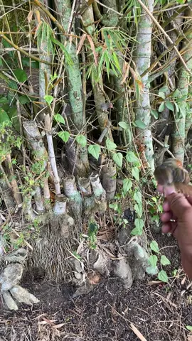 POINT ke6#kicaumania#prenjakmania #pikatprenjak #pikatmania 