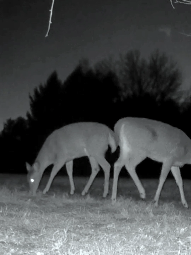Under the silent October moon, the deer gather once again — calm, graceful, and full of mystery 🌙🦌 Their night meeting feels like nature’s secret conversation. Every glance, every move tells a story you can’t miss!✨ Watch in HD — pure forest vibes and royal beauty in every frame 💫 #DeerNightMeeting #WildlifeMagic #NatureVibes #OctoberNights #ForYou 