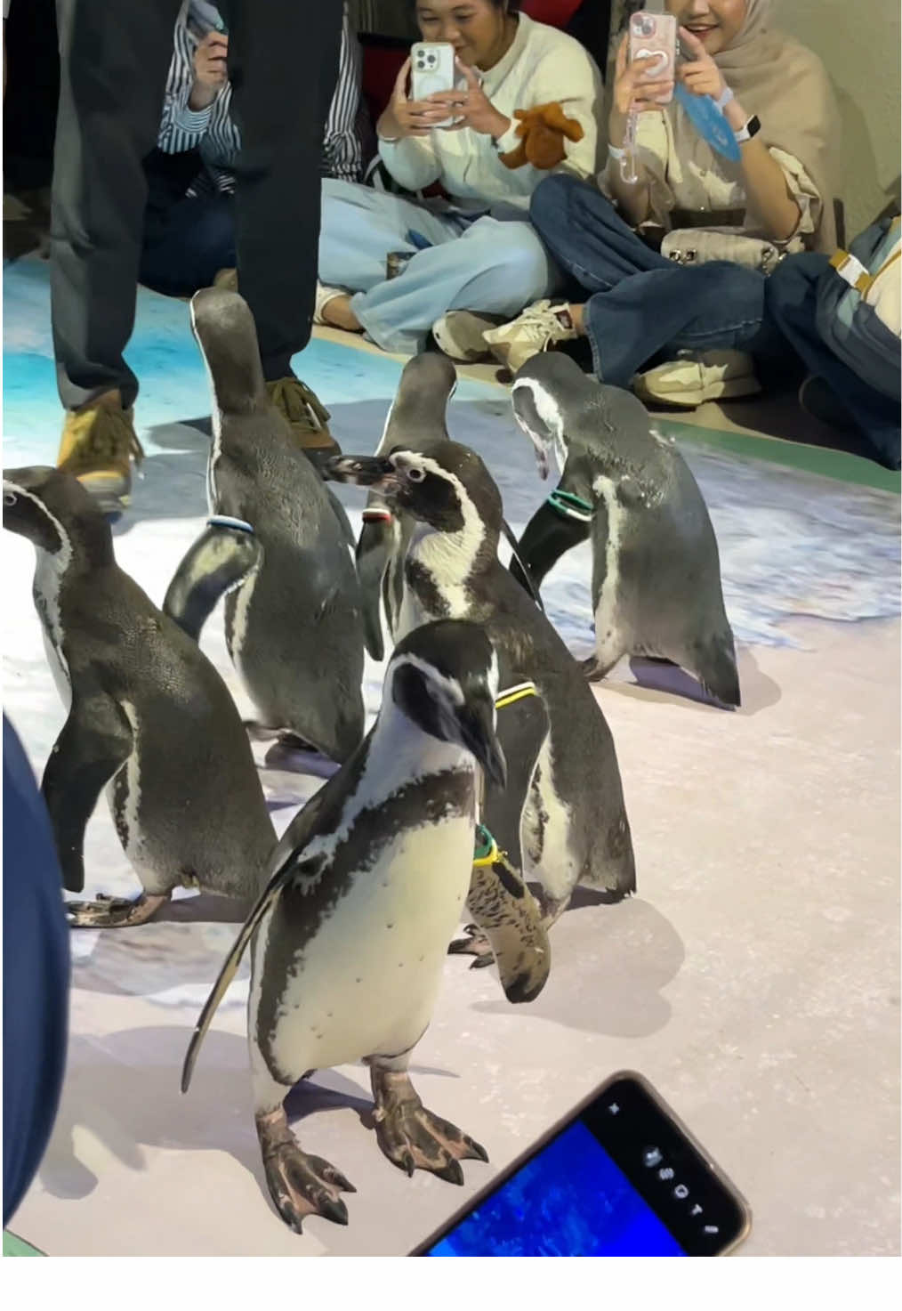 So cute🐧🤏🏻 Parade penguin di Jakarta Aquarium & Safari🐟🐠 Coba cek deh tiket JAQS di tag lokasi + add kode promo “TODOYUK” for extra discount🚀 #rajanyamainoktober #jakartaaquarium #jakartaaquariumsafari #jaqs #penguin 