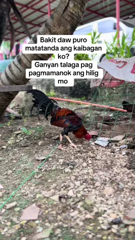 Mas marami kang matutunan sa nga nakatatanda sayo #manokpanabong #backyardbreeders #manokhighlights #bisayangdako❤️ #manoktiktok 