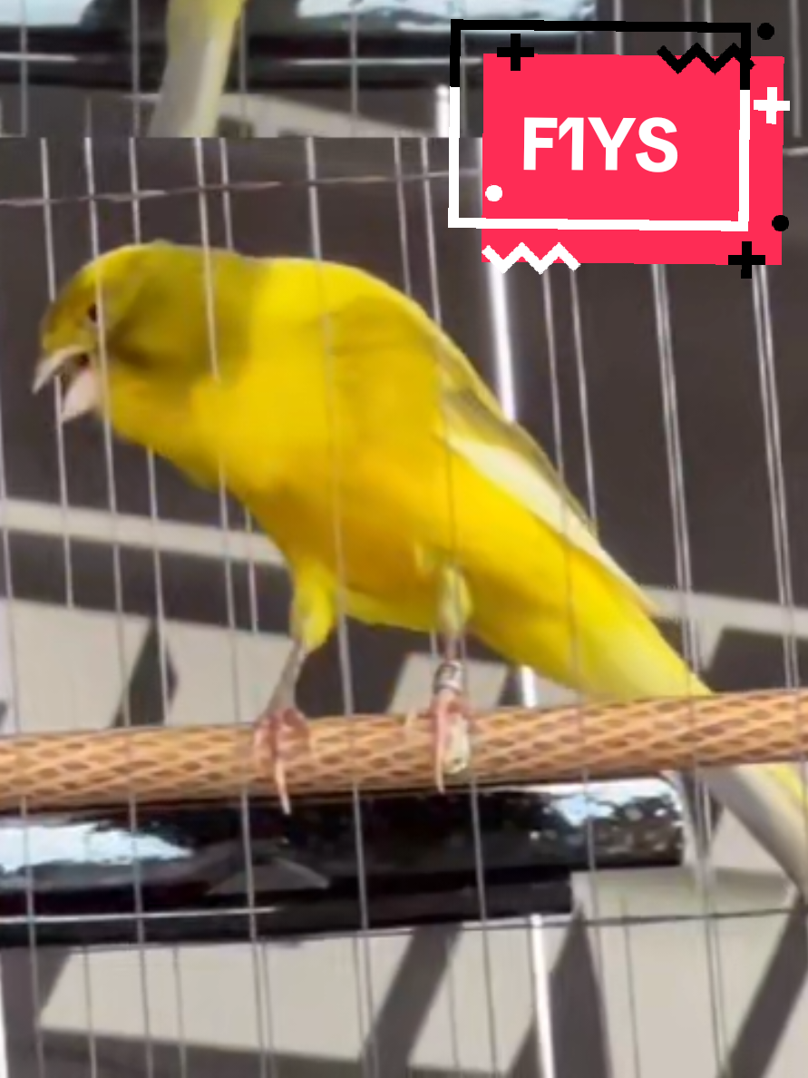 F1Ys ring Awan Hitam...bulu baru ex pejantan ngisi..warna bon kuning intensive #tiktoklive #livehighlights 
