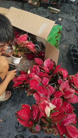 cây vạn lộc một dòng cây thu hút tài lộc rất thích hợp để bàn làm việc#cayvanphong #xuhuongtiktok #caycanh #vanloc 