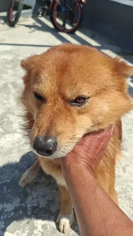 #dog #manjit #fyeeeeeeeeeepppppp #pokhara 