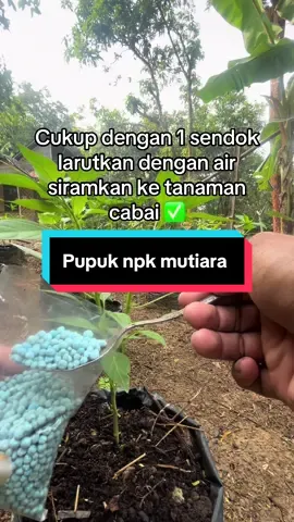 Pupuk npk 16 16 16 #pupuk #npk #16 #trend #trending 