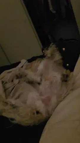asi sabes que llego de mexico #happydog #tired #paratiiiiiiiiiiiiiiiiiiiiiiiiiiiiiii #dogsoftiktok #fyp 