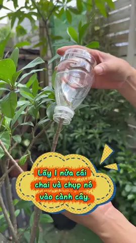 lấy 1 nửa cái chai, chụp vào cành cây, lại có thể nhân giống bất cứ loại cây thân gỗ nào mà bạn muốn.#chamsoccay #meotrongcay #trongcaytainha #trongcaysieude 