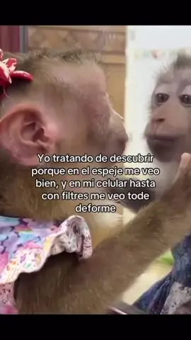 #Monkeytiktokero #videoviral #fyp 