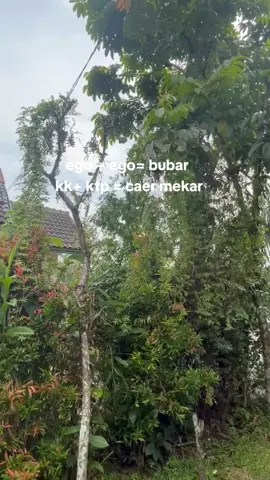 cemana cocok adek rasa #fyp #trending #halakbatak 