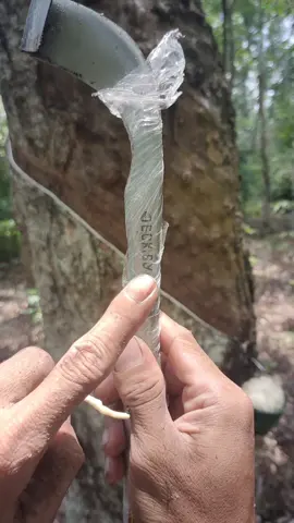 Baru beli langsung bisa dipakai dan taj4m, apalagi sudah diasah pasti jadi super tajam lur, memang mantap pisau cap JECK SY ini! #pisausadapkaret #pohonkaret #nyadapkaret #getahkaret #petanikaret 