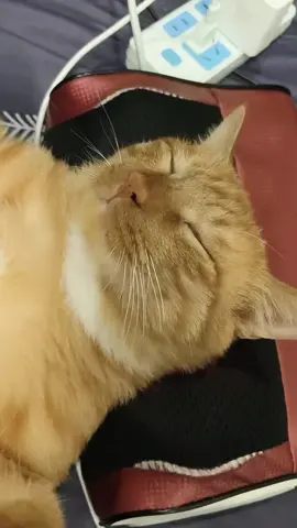 #cat #cute #funnyvideos #catsoftiktok #funny #fyp 