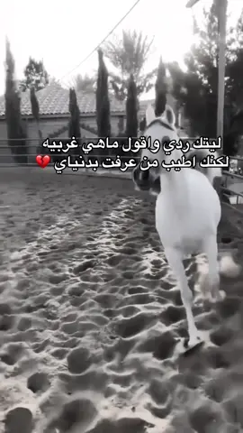 #خيل_وخياله🐎 #fyp #viral #اقتباسات #اكسبلورexplore 
