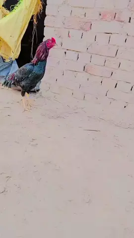 #foryou #foryoupage❤️❤️ #fulltrending #tiktok #foryou🥰🥰🥰♥️♥️♥️♥️♥️♥️♥️💗💗💗💗💗🥰🥰🥰🥰🥰 