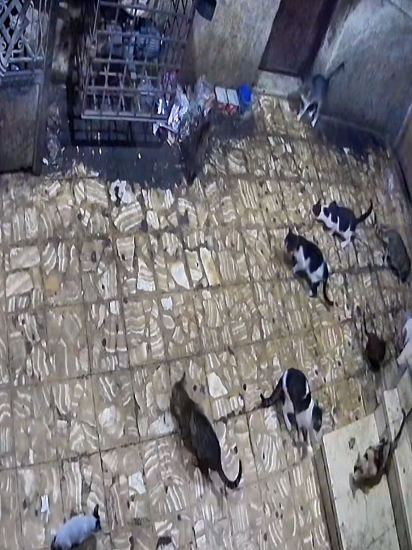 الكلب بندق السيطرة بزيادة #fyp #dog #cat #funny #الكاميرا_في_الشارع 