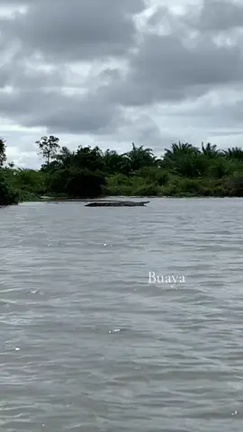 🐊 buaya #mandiangin  #viralvideo 