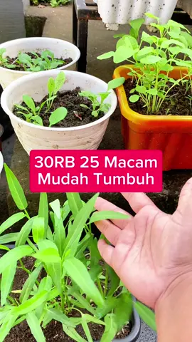 Mudah tumbuh, 25 macam benih sayur ini cocok untuk kamu coba tanam di pekarangan rumah kamu, benih sayur unggul ada benih cabe, terong, sawi, selada, tomat, seledri dll. Checkout yuk. #benihsayuran  #benihsayuranmurah  #belilokal  #berkebundirumahaja  #benihseribuan 