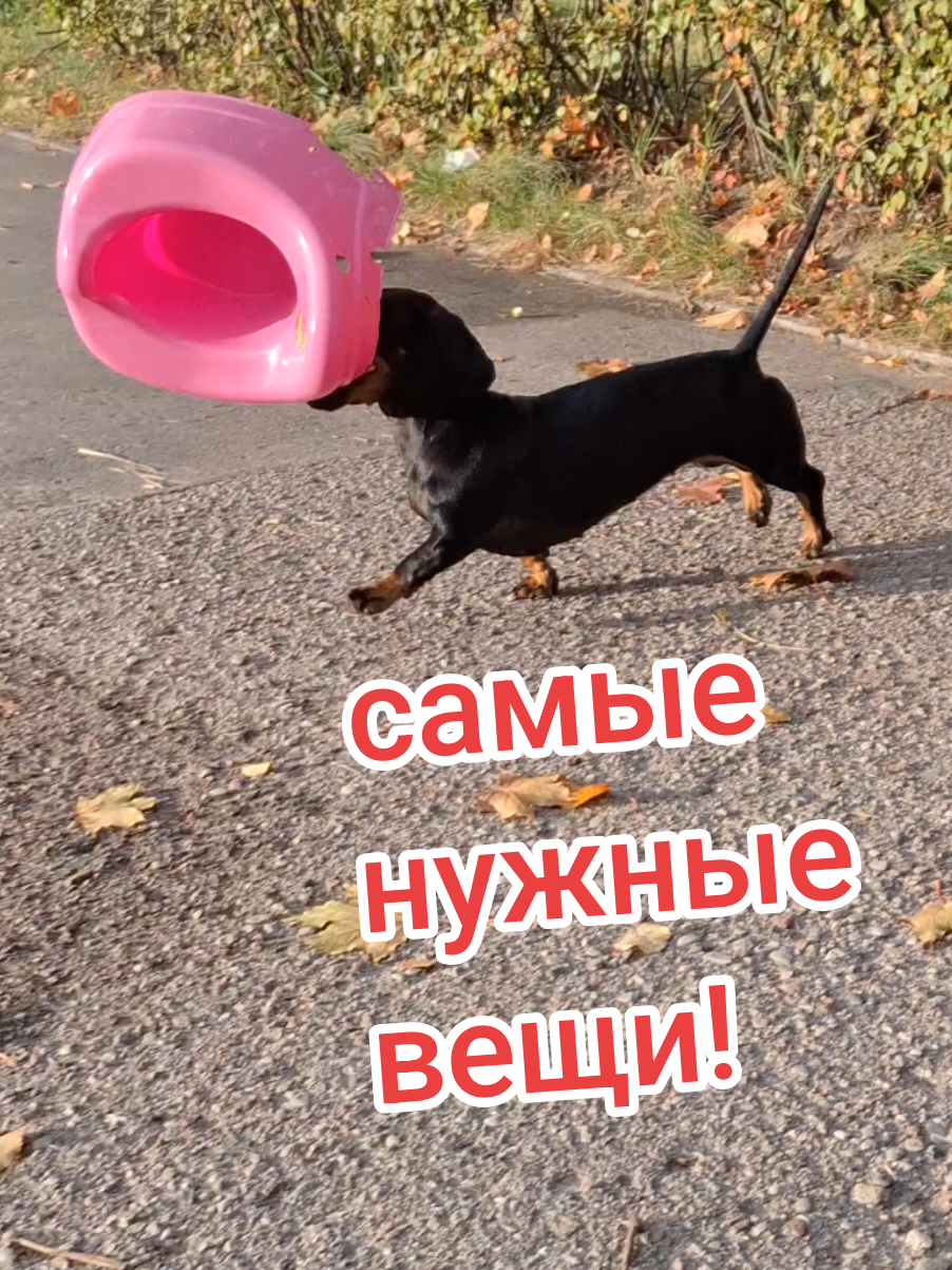 4 самые нужные вещи. Так решила такса Шпулька и принесла всё это в дом. #служебнаясобака #охотничьясобака #смешныесобаки #таксалучшийдруг 