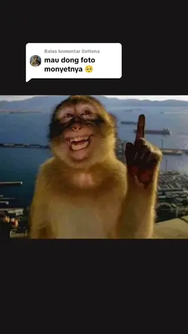 Membalas @ilattena ini ka mentahanya #meme #monkeyface #nonchalant #fyp #bff 