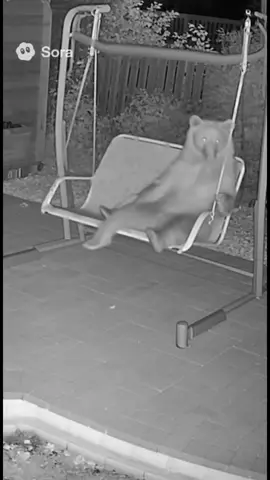 Bears in the backyard 🐻 #webearbears #backyard #bear #cubs #fyp 