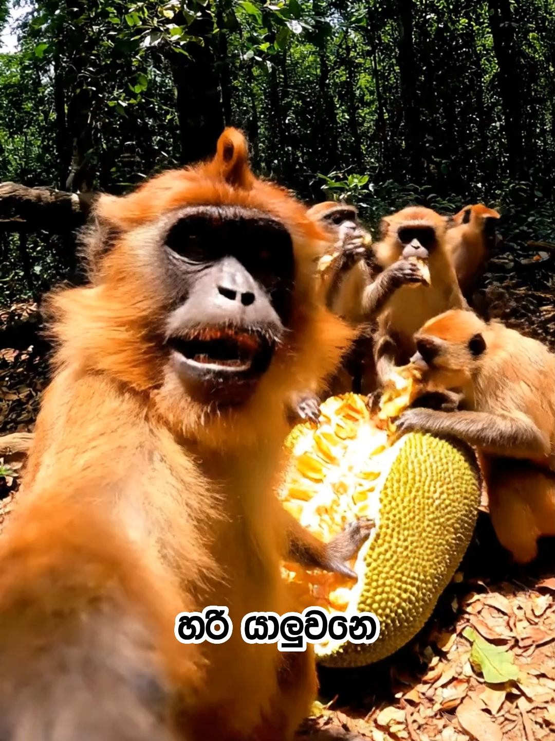 අපි මෙහෙ දානවා නියම Party එකක් ඔයාලත් එන්න.. #SrilankaAi #monkeyaivideo #viral #fyp #trending #virulmonkey