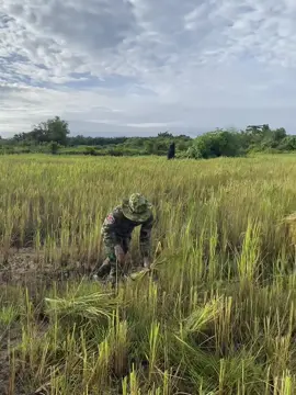 កម្លាំកងទ័ពចុះជួយច្រូតស្រូវប្រជាពលរដ្ធ❤️🇰🇭❤️🇰🇭❤️🇰🇭❤️🇰🇭កម្លាំសាម្គី🫶