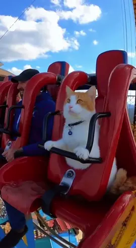 А вы боитесь аттракционов? 😜 #cora2 #ai #aivideo #cat 