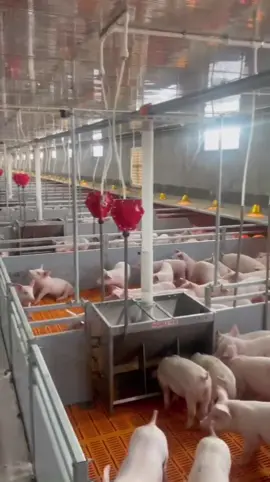 Mời các nhà đầu tư 😍😍  Vẫn đang tuyển các đồng đội về chăn các em nợn này nhé ạ #channuoiheo #tuyendungchannuoi #traiheoxuanthien #vieclamchannuoi #channuoiheo 