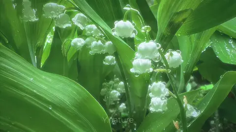 云会散,风会停,一切都会过去。 Mây rồi sẽ tan, gió rồi sẽ lặng, mọi chuyện rồi cũng qua..🍃🍃 #yenbinh #chualanh #thiennhien #hoa #caption 