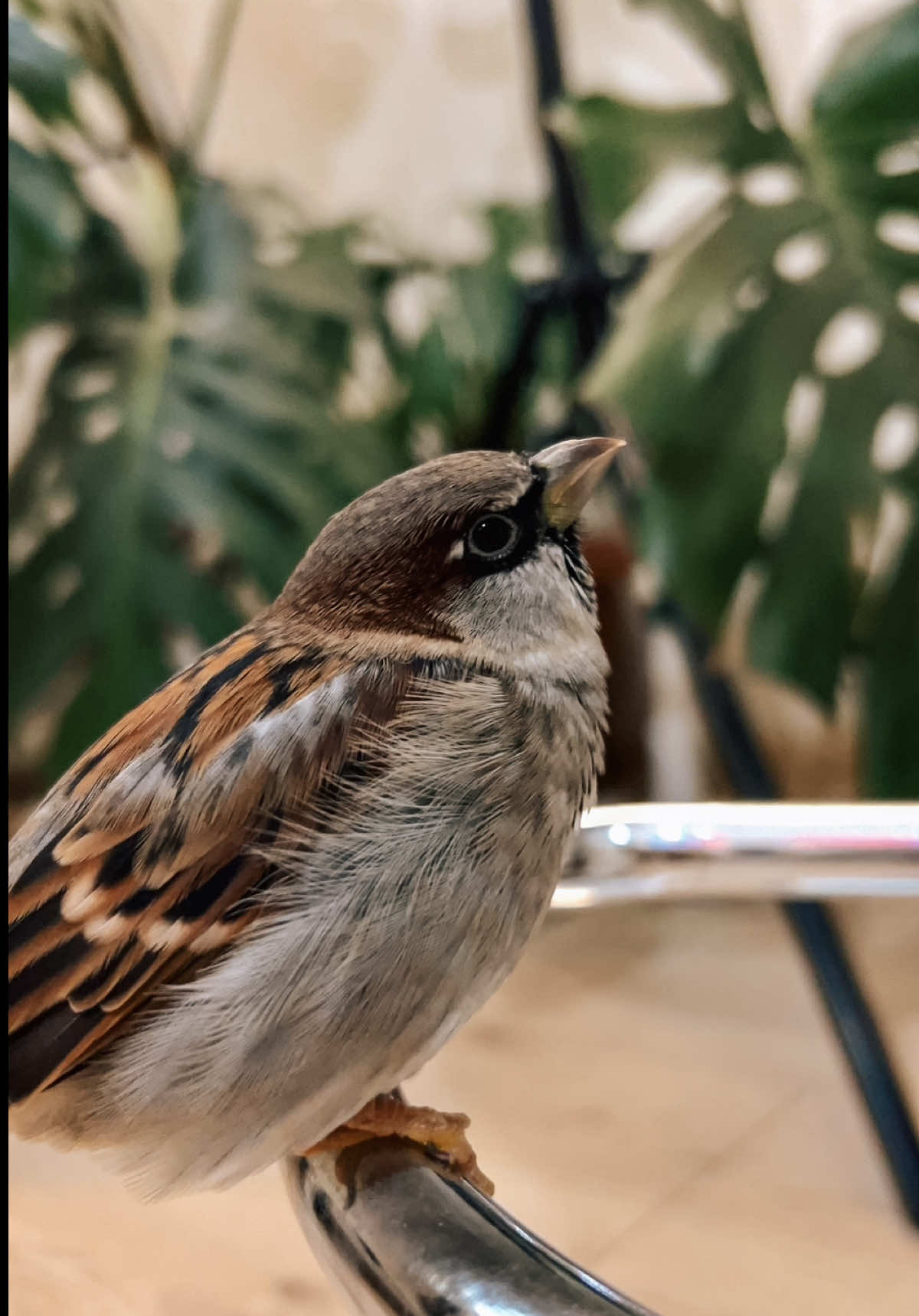 Я должна была добавить это видео сюда😂 Когда не выпускаешь домашнего воробья из комнаты , начинается концерт 😁 #sparrow #воробей #housesparrow #birdstiktok #горобець 