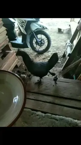 kan ada kompor Ayam anj***🗿