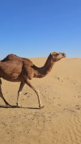 #Turkmenistan🇹🇲 # camels 🐫 #Karakum Desert 🏜 ♥️ #Balkan 