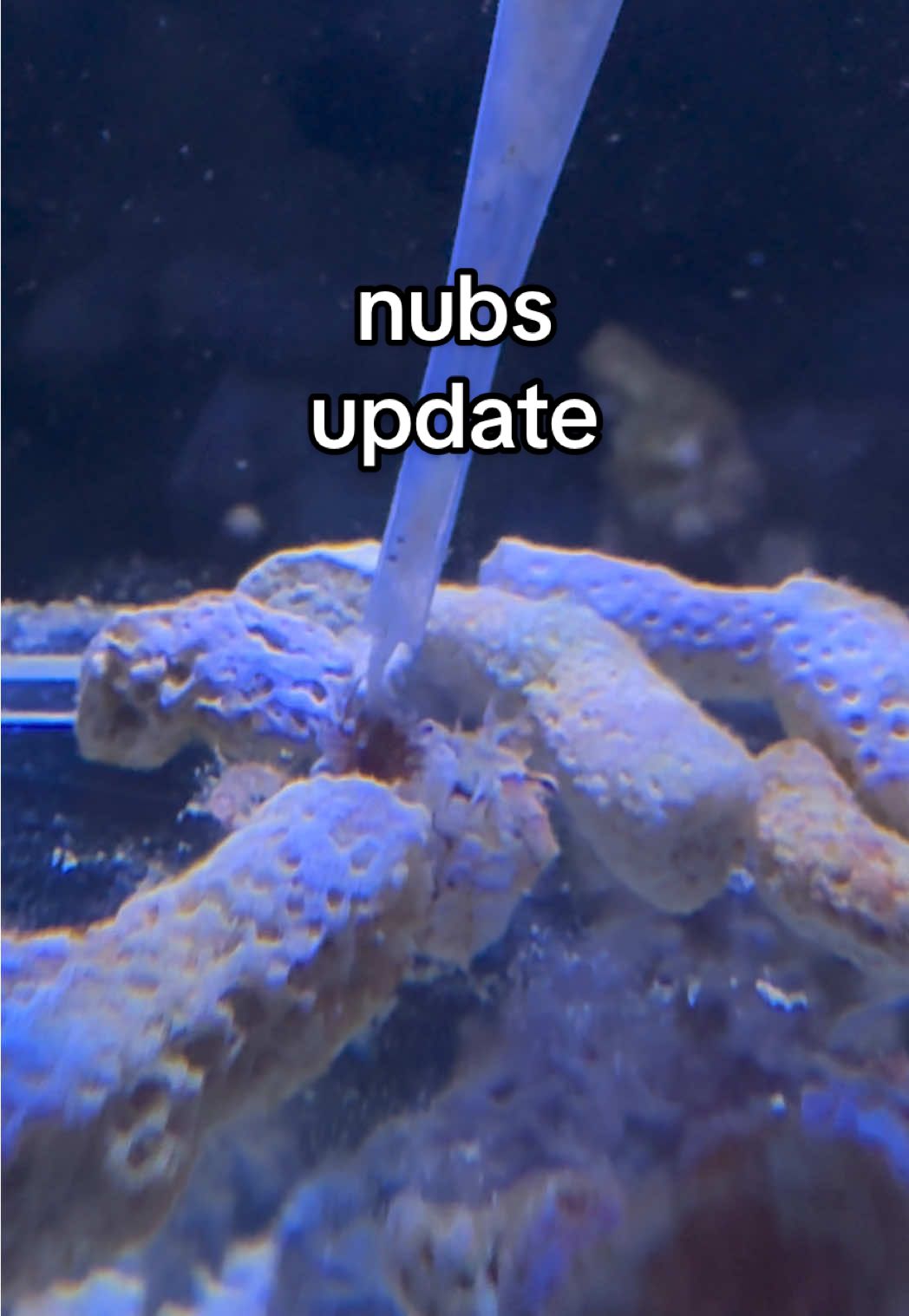 i know there’s going to be a few of you excited to see who’s at the end of this video 🤭 #nubsthecrab #pompomcrab 